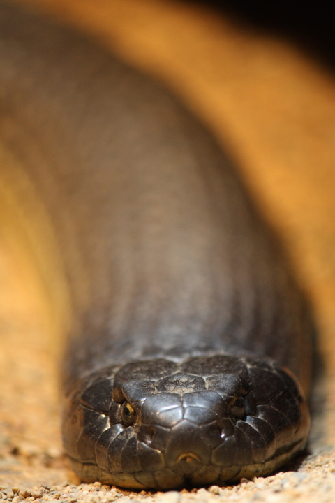 Hugh Leslie Snake